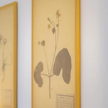 Le Petit Bois * Сент-Мари-де-Ре